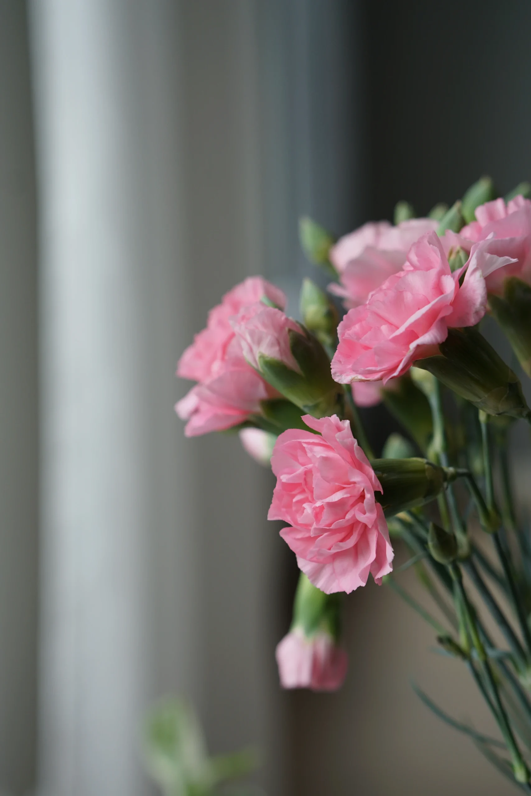 vauvahieronta tampere kuva hoivallinen tampere kuvituskuva vaaleanpunaiset neilikat