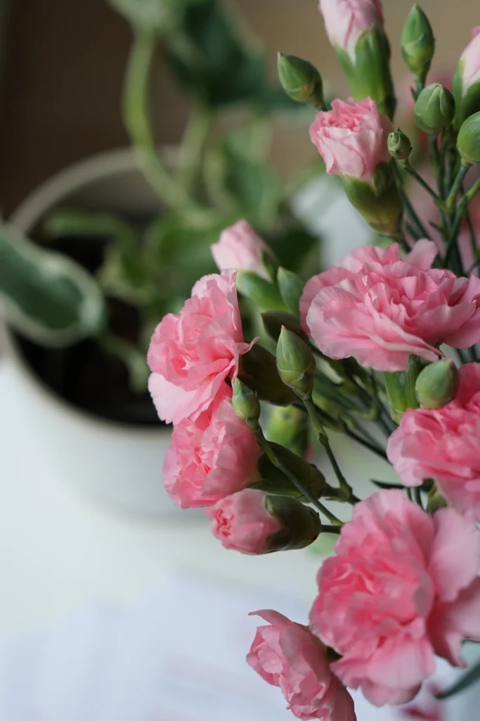 faskioiden hoito tampere kuvituskuva neilikkakimppu